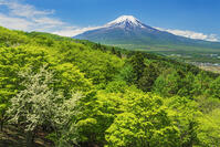 二十曲り峠より富士山を望む [OYO110006753]