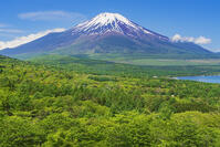 パノラマ台より富士山を望む [OYO110006755]