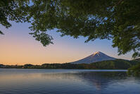 河口湖より夜明けの富士山を望む [OYO110006774]