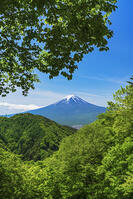 新緑の御坂峠より富士山を望む [OYO110006781]