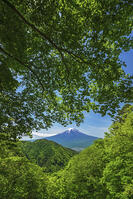 新緑の御坂峠より富士山を望む [OYO110006782]