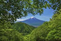 新緑の御坂峠より富士山を望む [OYO110006783]