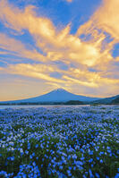 河口湖よりネモフィラ越しに夕焼けの富士山を望む [OYO110006784]