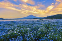 河口湖よりネモフィラ越しに夕焼けの富士山を望む [OYO110006786]