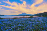 河口湖よりネモフィラ越しに夕焼けの富士山を望む [OYO110006788]