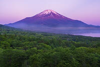 パノラマ台より朝焼けの富士山を望む [OYO110006789]