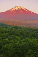 パノラマ台より朝焼けの富士山を望む [OYO110006791]