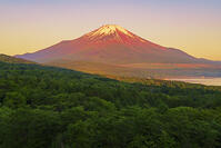 パノラマ台より朝焼けの富士山を望む [OYO110006792]