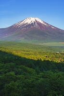 パノラマ台より富士山を望む [OYO110006794]