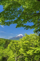 二十曲り峠より富士山を望む [OYO110006802]