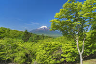 二十曲り峠より富士山を望む [OYO110006803]