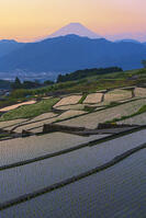 棚田越しに夜明けの富士山を望む [OYO110006810]