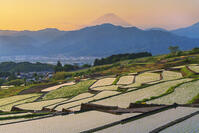 棚田越しに夜明けの富士山を望む [OYO110006811]