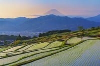 棚田越しに夜明けの富士山を望む [OYO110006812]