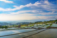 棚田越しに富士山を望む [OYO110006813]