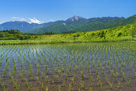 早苗田越しに小海線、甲斐駒ヶ岳を望む [OYO110006827]