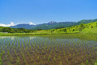 早苗田越しに小海線、甲斐駒ヶ岳を望む [OYO110006828]