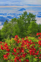 甘利山よりレンゲツツジ越しに富士山を望む [OYO110006839]