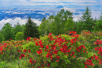 甘利山よりレンゲツツジ越しに富士山を望む [OYO110006840]