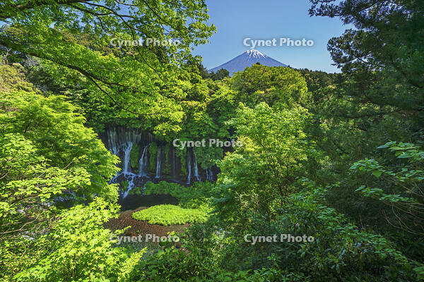 白糸ノ滝越しに富士山を望む [OYO110006717]