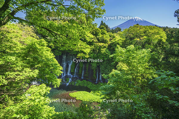 白糸ノ滝越しに富士山を望む [OYO110006718]