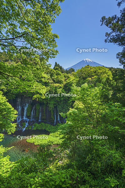 白糸ノ滝越しに富士山を望む [OYO110006719]