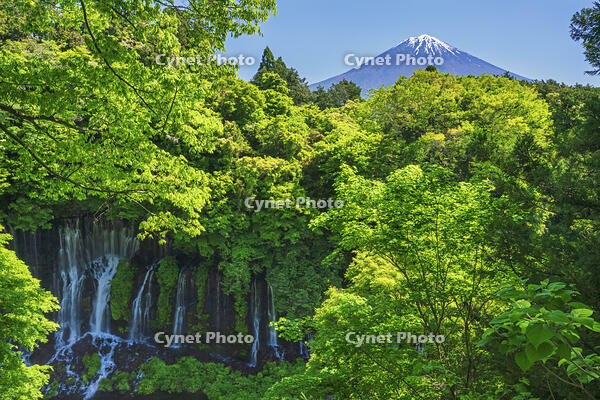 白糸ノ滝越しに富士山を望む [OYO110006720]