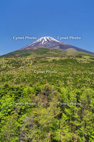 水ヶ塚公園より富士山を望む [OYO110006723]