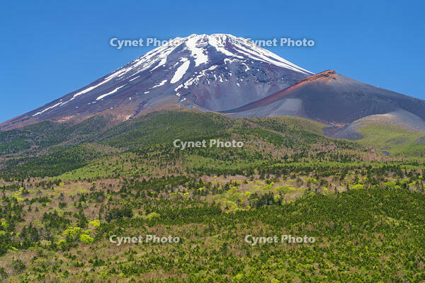 水ヶ塚公園より富士山を望む [OYO110006724]