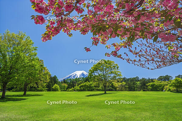 八重桜越しに富士山を望む [OYO110006725]