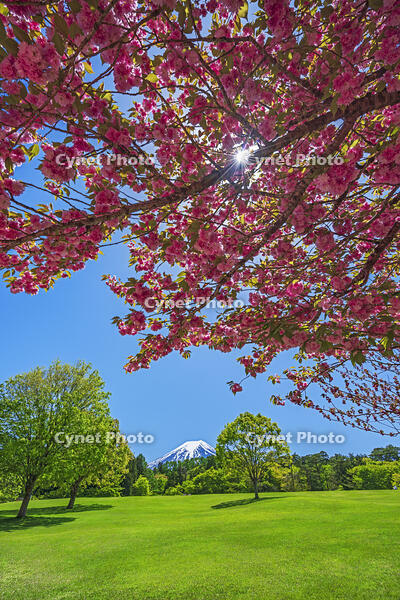 八重桜越しに富士山を望む [OYO110006726]