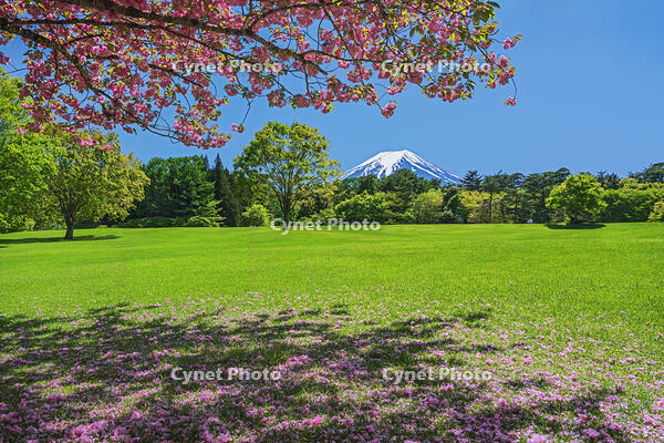 八重桜越しに富士山を望む [OYO110006727]