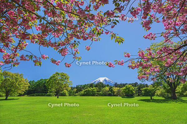 八重桜越しに富士山を望む [OYO110006729]