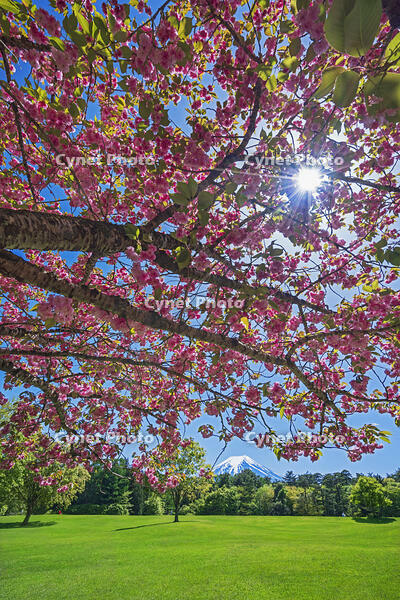 八重桜越しに富士山を望む [OYO110006730]