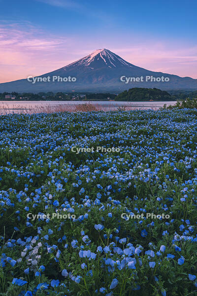 河口湖よりネモフィラ越しに夜明けの富士山を望む [OYO110006737]