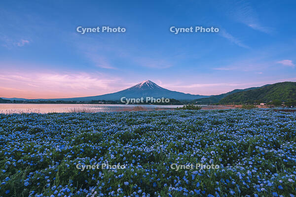 河口湖よりネモフィラ越しに夜明けの富士山を望む [OYO110006738]