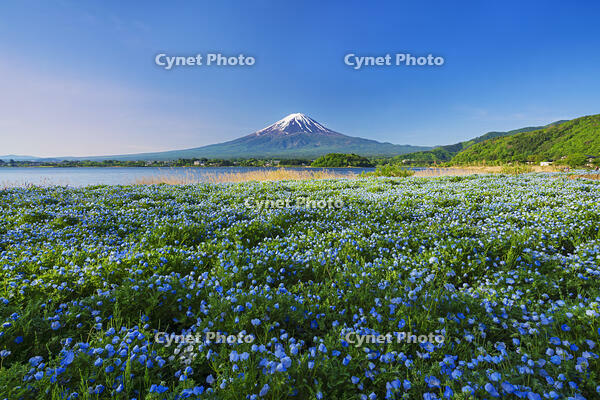 河口湖よりネモフィラ越しに富士山を望む [OYO110006739]