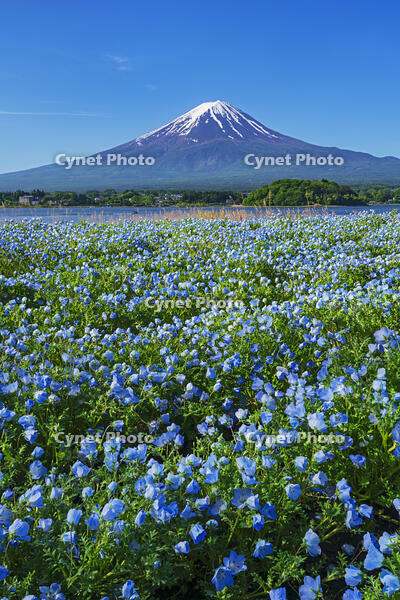河口湖よりネモフィラ越しに富士山を望む [OYO110006740]