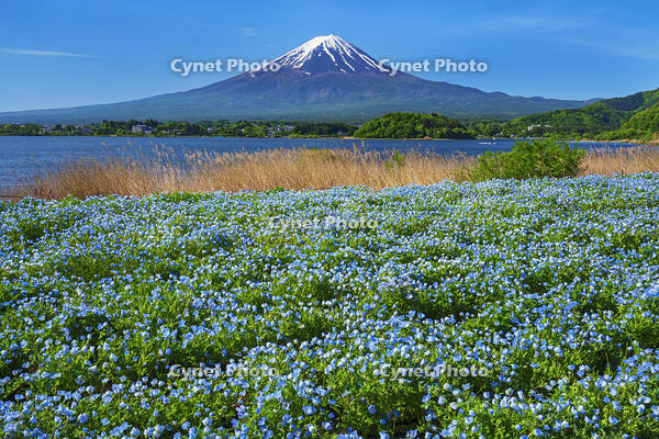河口湖よりネモフィラ越しに富士山を望む [OYO110006742]