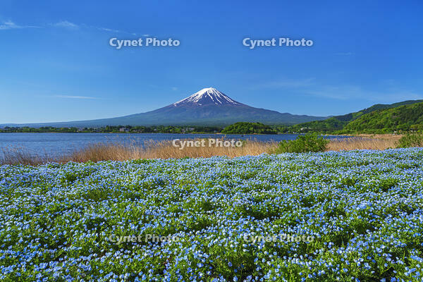 河口湖よりネモフィラ越しに富士山を望む [OYO110006743]