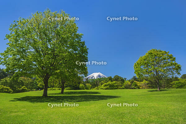 諏訪の森公園より富士山を望む [OYO110006744]