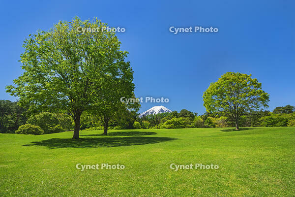 諏訪の森公園より富士山を望む [OYO110006745]
