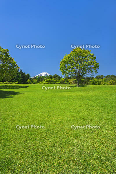 諏訪の森公園より富士山を望む [OYO110006749]