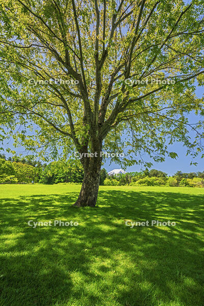 諏訪の森公園より富士山を望む [OYO110006751]