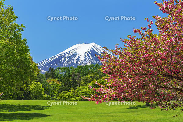 諏訪の森公園より富士山を望む [OYO110006752]