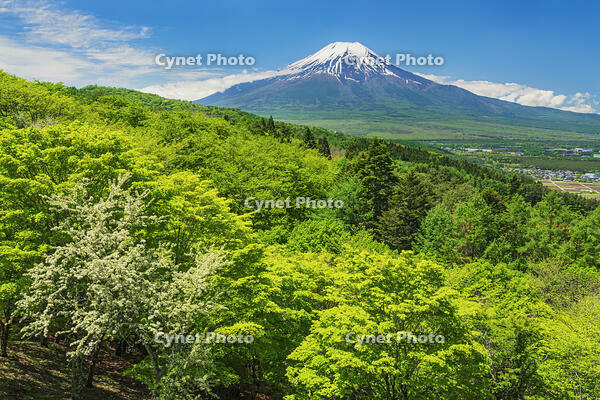 二十曲り峠より富士山を望む [OYO110006753]