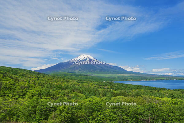 パノラマ台より富士山を望む [OYO110006754]