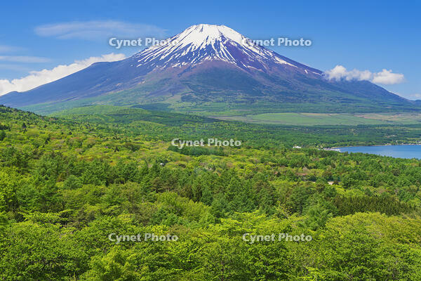 パノラマ台より富士山を望む [OYO110006755]