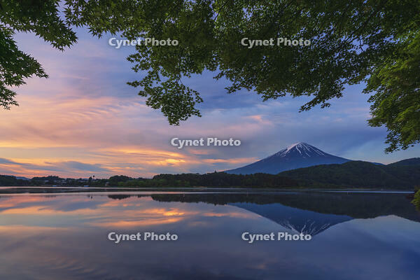 河口湖より夜明けの富士山を望む [OYO110006766]