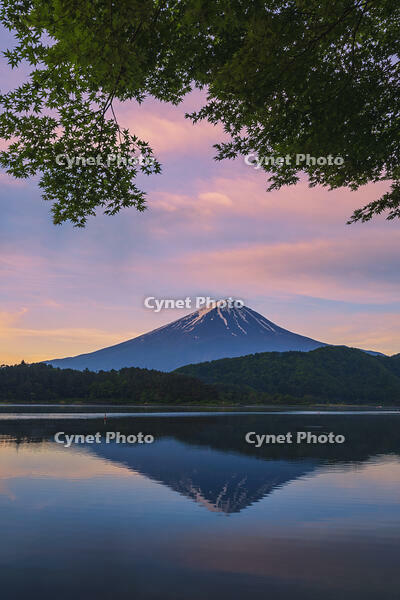 河口湖より夜明けの富士山を望む [OYO110006768]
